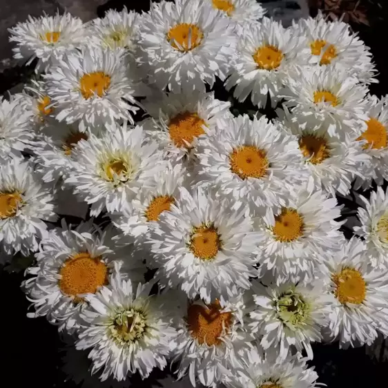 Leucanthemum 'Freak' - image 1