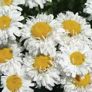 Leucanthemum 'Freak' - image 2