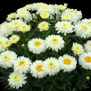 Leucanthemum 'Macaroon' - Photo(s) courtesy of TERRA NOVA® Nurseries, Inc.