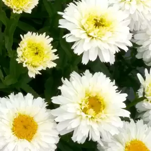 Leucanthemum 'Macaroon' - Photo(s) courtesy of TERRA NOVA® Nurseries, Inc.