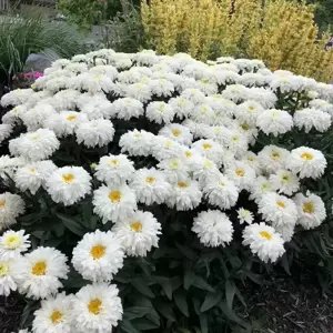 Leucanthemum 'Macaroon' - Photo(s) courtesy of TERRA NOVA® Nurseries, Inc.