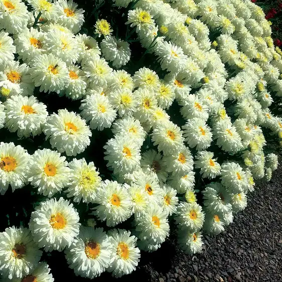 Leucanthemum 'Macaroon' - Photo(s) courtesy of TERRA NOVA® Nurseries, Inc.