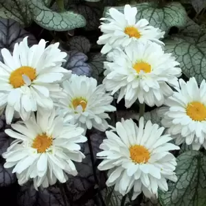 Leucanthemum 'Victorian Secret' - Photo(s) courtesy of TERRA NOVA® Nurseries, Inc.