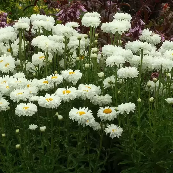 Leucanthemum 'Victorian Secret' - Photo(s) courtesy of TERRA NOVA® Nurseries, Inc.