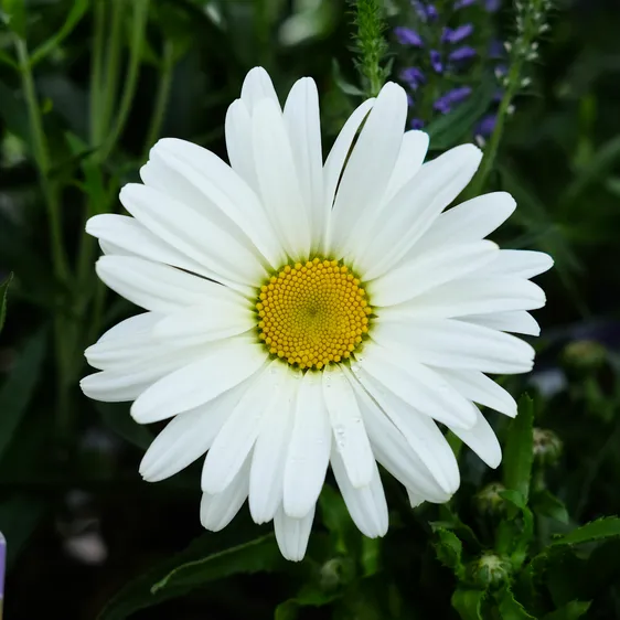 Leucanthemum maximum 'Western Star Taurus'