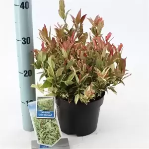 Leucothoe fontanesiana 'Color Diamond' 2L - image 3