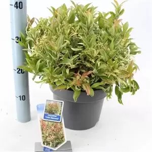 Leucothoe fontanesiana 'Color Diamond' 5L - image 3