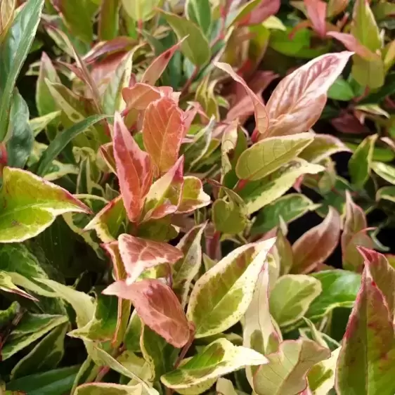 Leucothoe fontanesiana 'Color Diamond' 5L - image 2