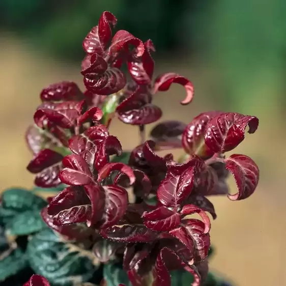 Leucothoe axillaris 'Curly Red' ℗ Picture Credit - Plantipp BV®