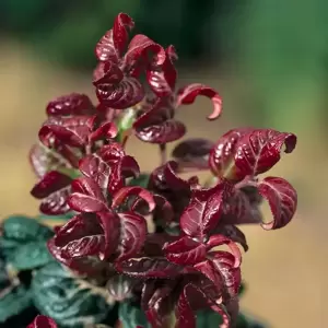 Leucothoe axillaris 'Curly Red' ℗ Picture Credit - Plantipp BV®