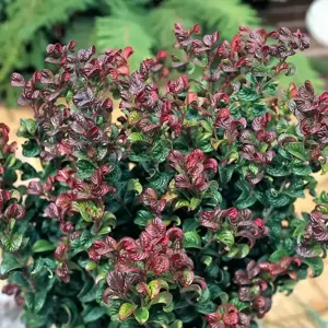 Leucothoe axillaris 'Curly Red' ℗ Picture Credit - Plantipp BV®