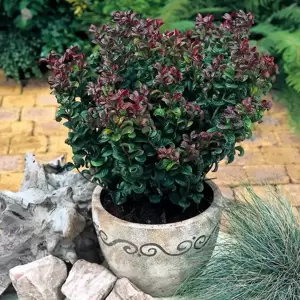 Leucothoe axillaris 'Curly Red' ℗ Picture Credit - Plantipp BV®