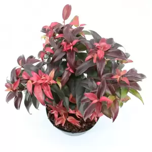 Leucothoe fontanesiana 'Dark Diamond' 2L - image 2