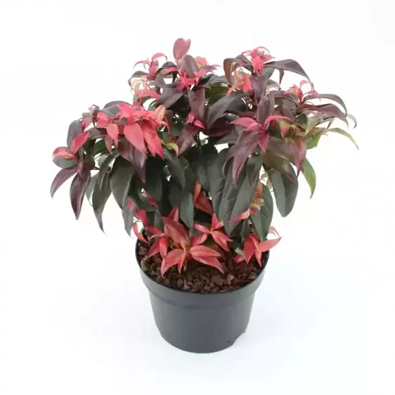 Leucothoe fontanesiana 'Dark Diamond' 2L - image 3