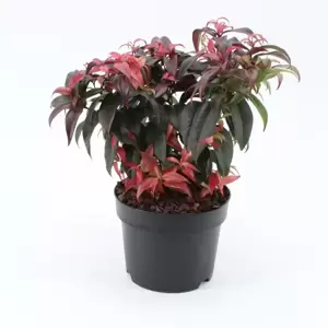 Leucothoe fontanesiana 'Dark Diamond' 2L - image 4