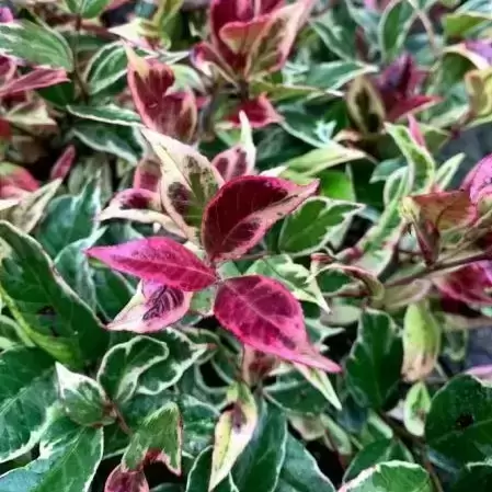 Leucothoe walteri 'Firestar' 2L - image 2