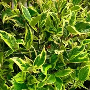 Leucothoe walteri 'Firestar' 2L - image 1