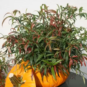 Leucothoe keiskei 'Halloween' ℗ Picture Credit - Plantipp BV®