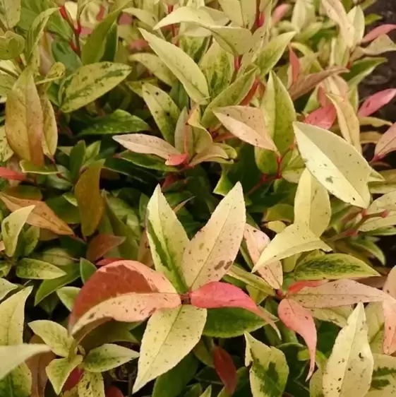 Leucothoe walteri 'Hokus Pokus' 2L - image 2