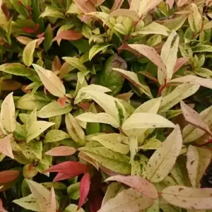 Leucothoe walteri 'Hokus Pokus' 2L - image 1