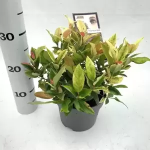 Leucothoe walteri 'Hokus Pokus' 2L - image 3