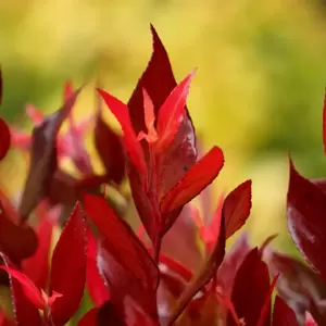 Leucothoe fontanesiana 'Little Flames' ℗ Picture Credit - Plantipp BV®