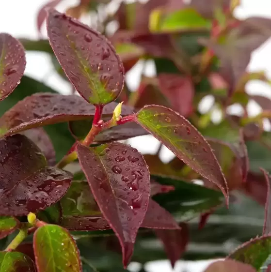 Leucothoe fontanesiana 'Lovita' ℗ - image 1