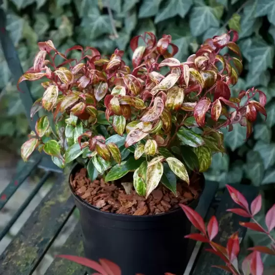 Leucothoe fontanesiana 'Makijaz' ℗ Picture Credit - Plantipp BV®