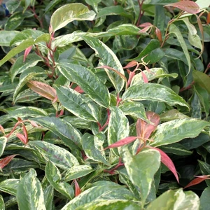 Leucothoe fontanesiana 'Rainbow'