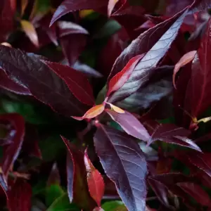 Leucothoe axillaris 'Red Lips' 2L - image 1