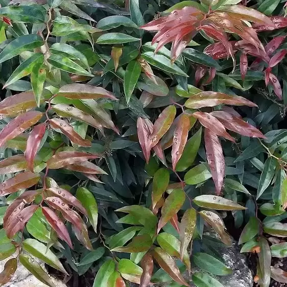 Leucothoe keiskei 'Royal Ruby'