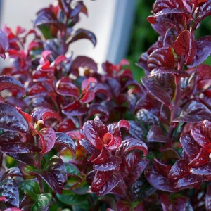 Leucothoe axillaris 'Twisitng Red' ℗ Picture Credit - Plantipp BV®