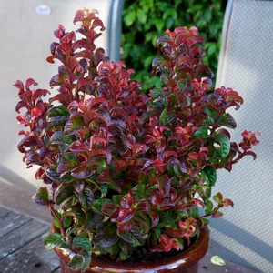 Leucothoe axillaris 'Twisitng Red' ℗ Picture Credit - Plantipp BV®