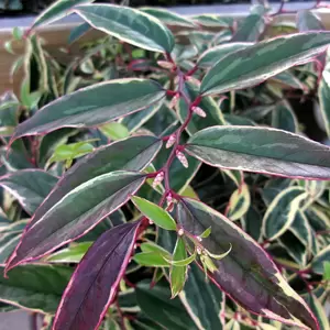 Leucothoe fontanesiana 'Whitewater' ℗ Picture Credit - Plantipp BV®