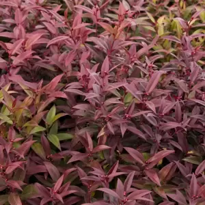 Leucothoe walteri 'Zeblid' Photo credit to: - Monrovia