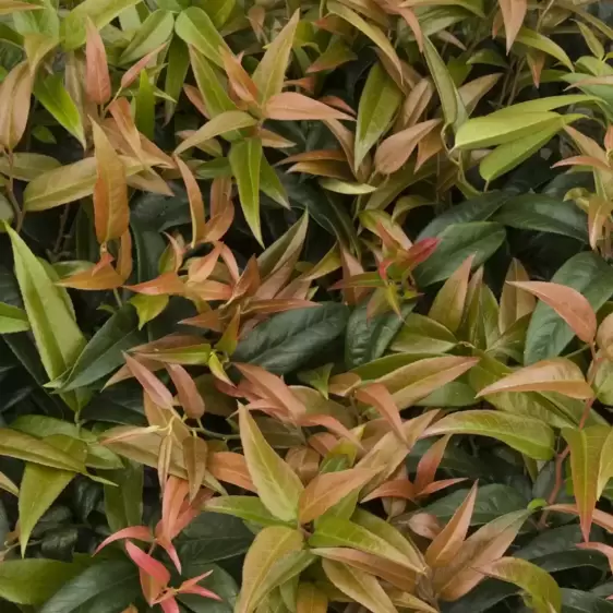 Leucothoe walteri 'Zeblid' Photo credit to: - Monrovia