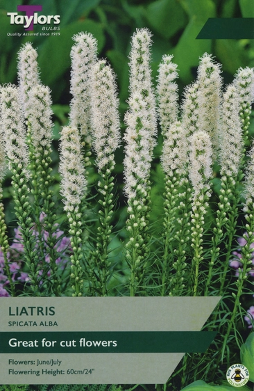 Liatris spicata Alba