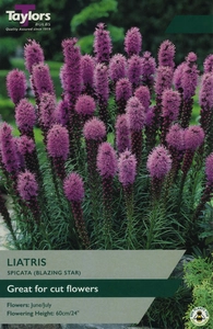 Liatris spicata