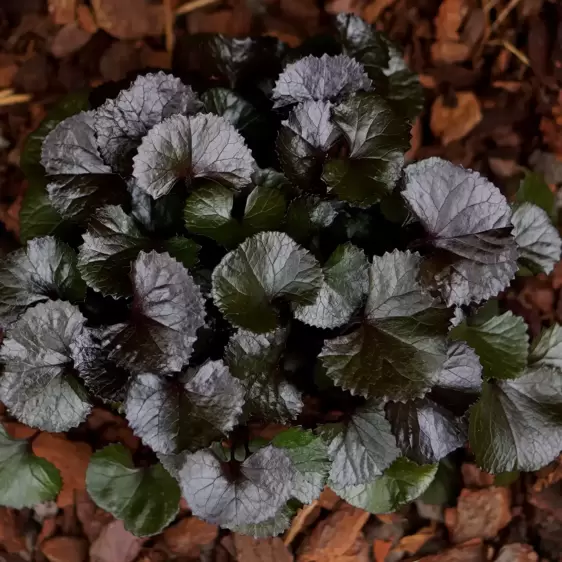 Ligularia dentata 'Pandora' - image 1