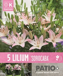 Lilium Sorocaba