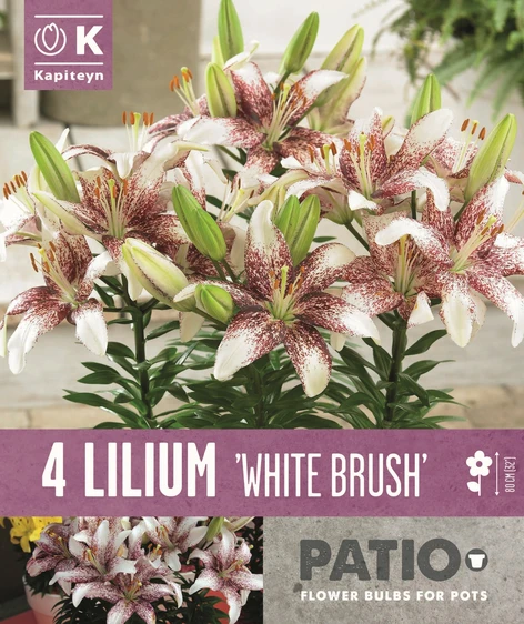 Lilium White Brush