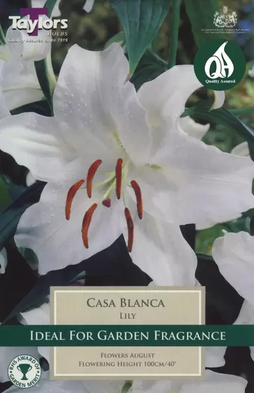 Lily Casa Blanca