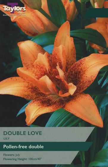 Lily Double Love