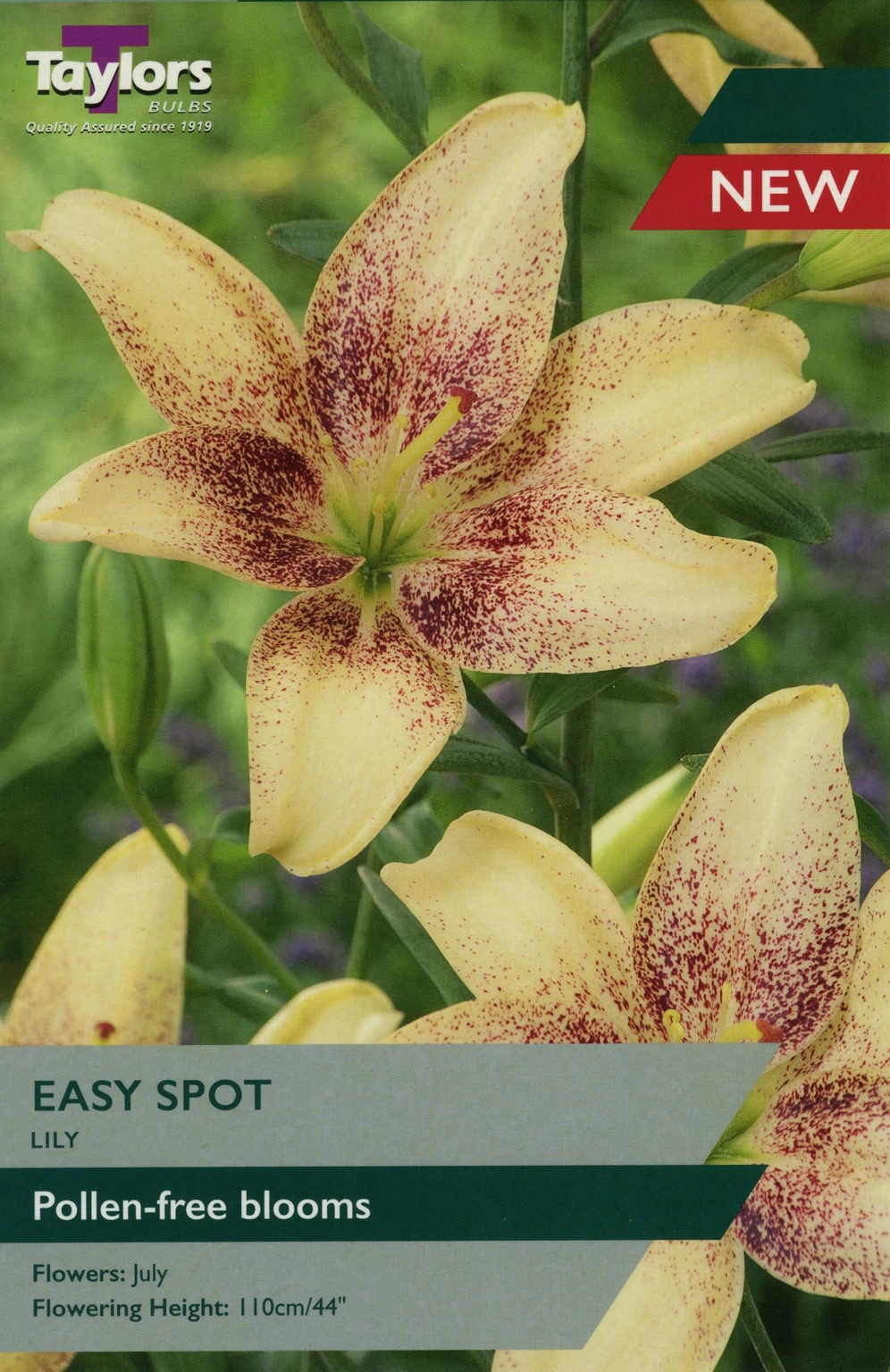 Lily Easy Spot Cowell's Garden Centre Woolsington