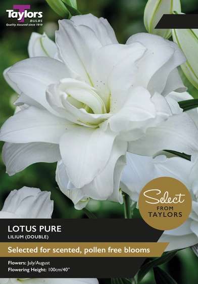 Lily Lotus Pure