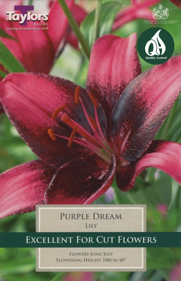 Lily Purple Dream