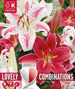 Lily Red & White Mix