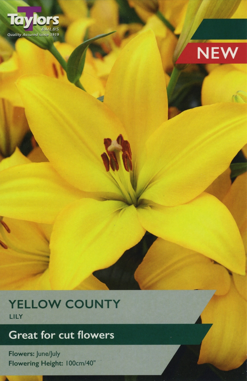 Lily Yellow County - Cowell's Garden Centre | Woolsington