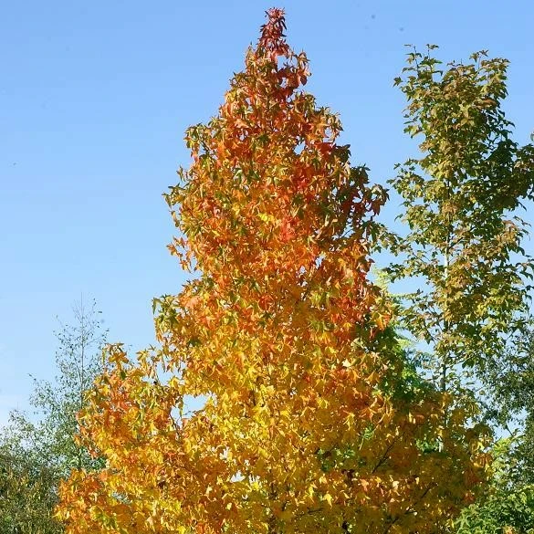 Liquidambar styraciflua 'Stella' - Cowell's Garden Centre | Woolsington