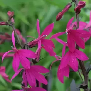 Lobelia 'Russian Princess'